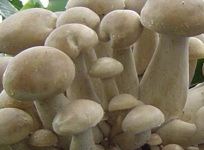 搜了网提供及时丰富的2020石家庄草菇报价,共有石家庄草菇信息69条