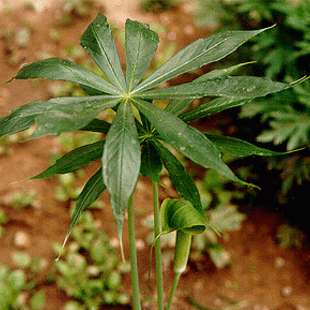 河北旱半夏种子优惠出售厂家