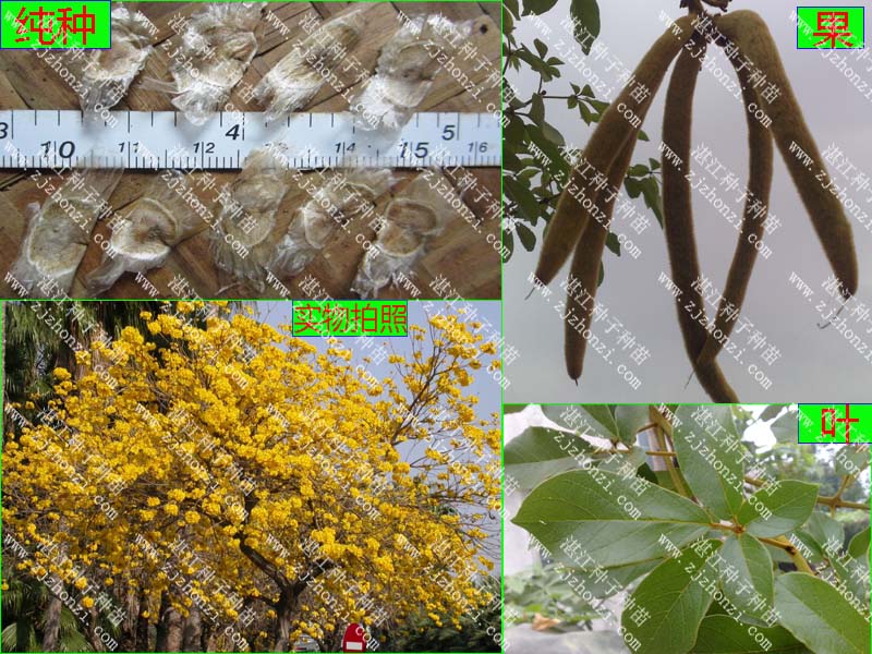 【供应马占相思种子,大叶相思种】价格,厂家,其他种子种苗-搜了网